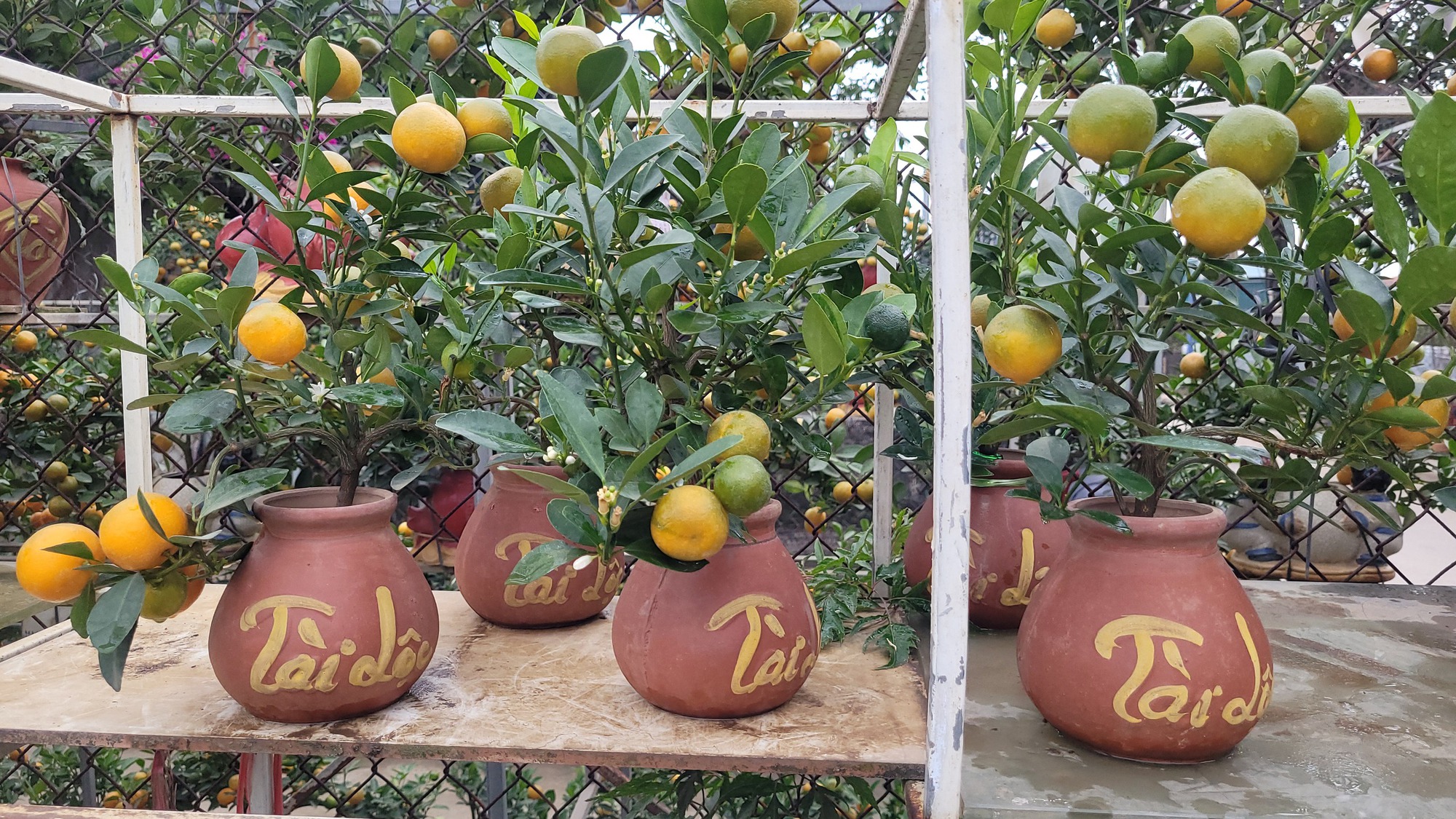 Quất bonsai mini giá vài trăm ngàn đồng mỗi bình - Ảnh 3