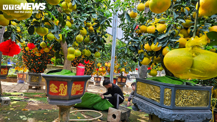 Bưởi Diễn 'đổ bộ' vào Nam sớm, giá tăng mạnh trước Tết - Ảnh 8