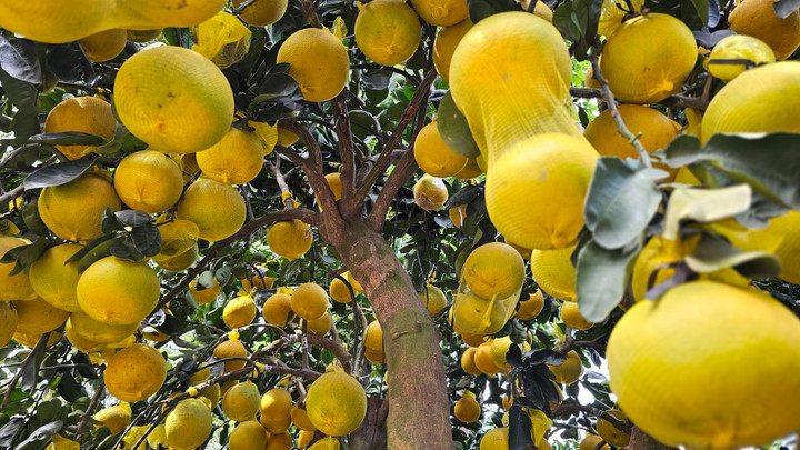 Bưởi Diễn 'đổ bộ' vào Nam sớm, giá tăng mạnh trước Tết - Ảnh 9