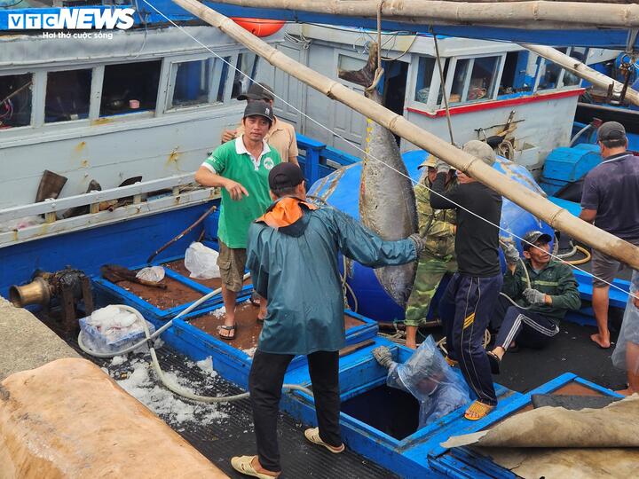 Cá ngừ đại dương trúng mùa, ngư dân Đắk Lắk thu lãi trước Tết - Ảnh 10