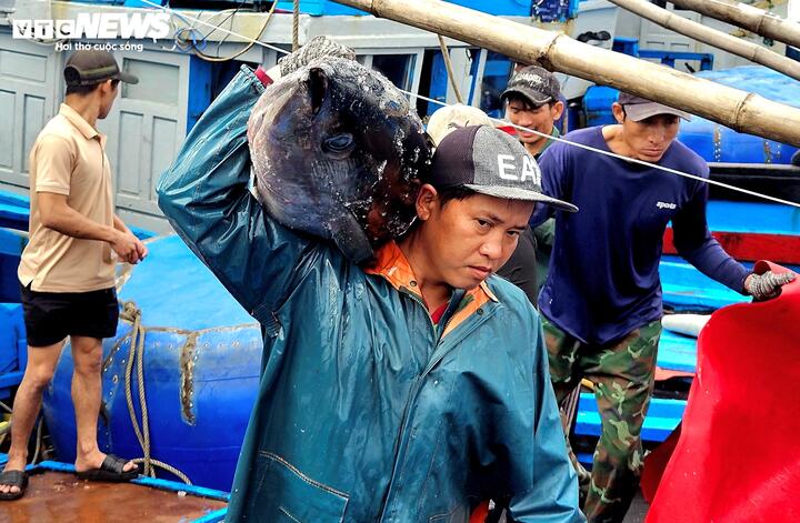 Cá ngừ đại dương trúng mùa, ngư dân Đắk Lắk thu lãi trước Tết - Ảnh 9