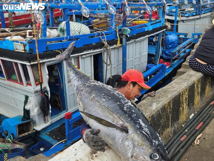 Cá ngừ đại dương trúng mùa, ngư dân Đắk Lắk thu lãi trước Tết - Ảnh 11