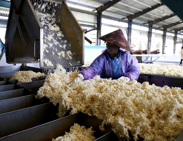 Hàng chục nghìn tấn 'vàng trắng' của Việt Nam ồ ạt đổ bộ quốc gia láng giềng: 1/3 thế giới ưa chuộng, diện tích trồng hơn 900.000 ha - Ảnh 1