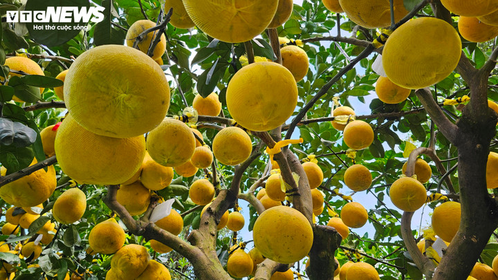 Bưởi Diễn 'đổ bộ' vào Nam sớm, giá tăng mạnh trước Tết - Ảnh 4