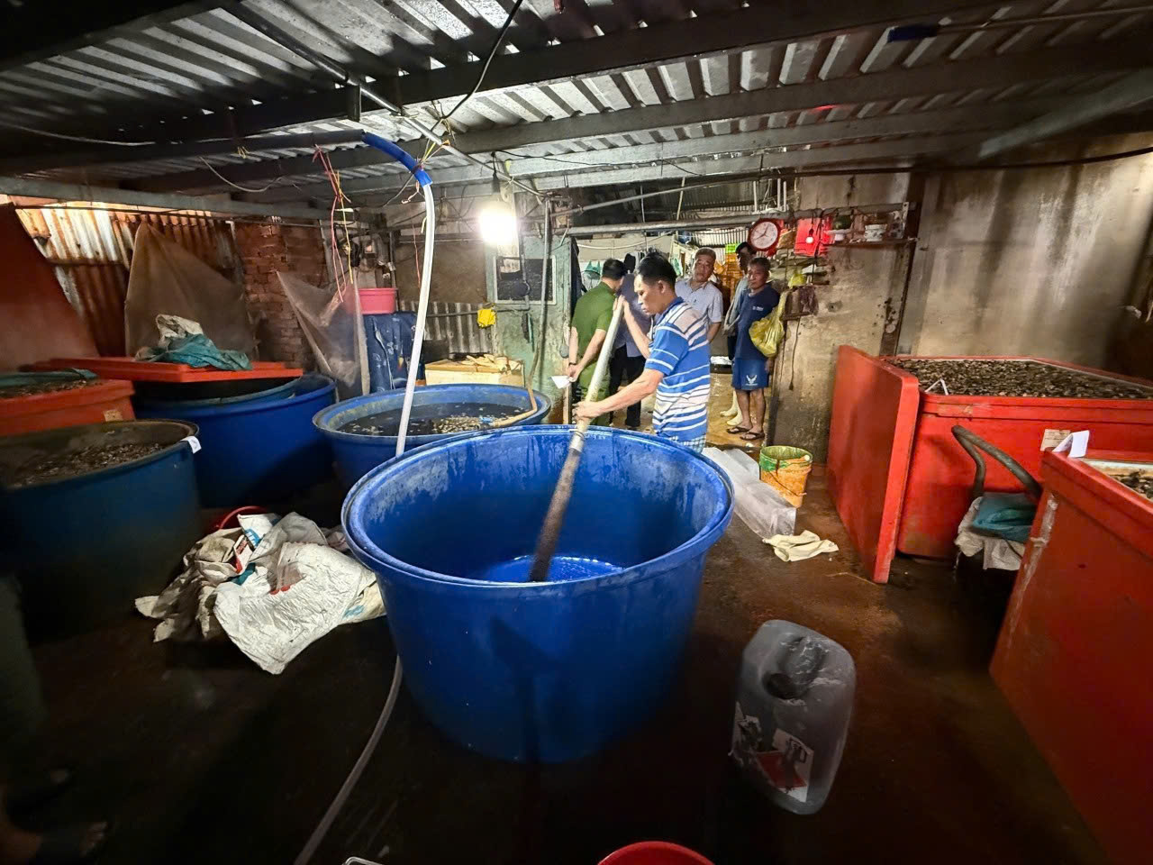 Công an TPHCM công bố hình ảnh bên trong cơ sở ngâm ốc bươu bằng hoá chất - Ảnh 3