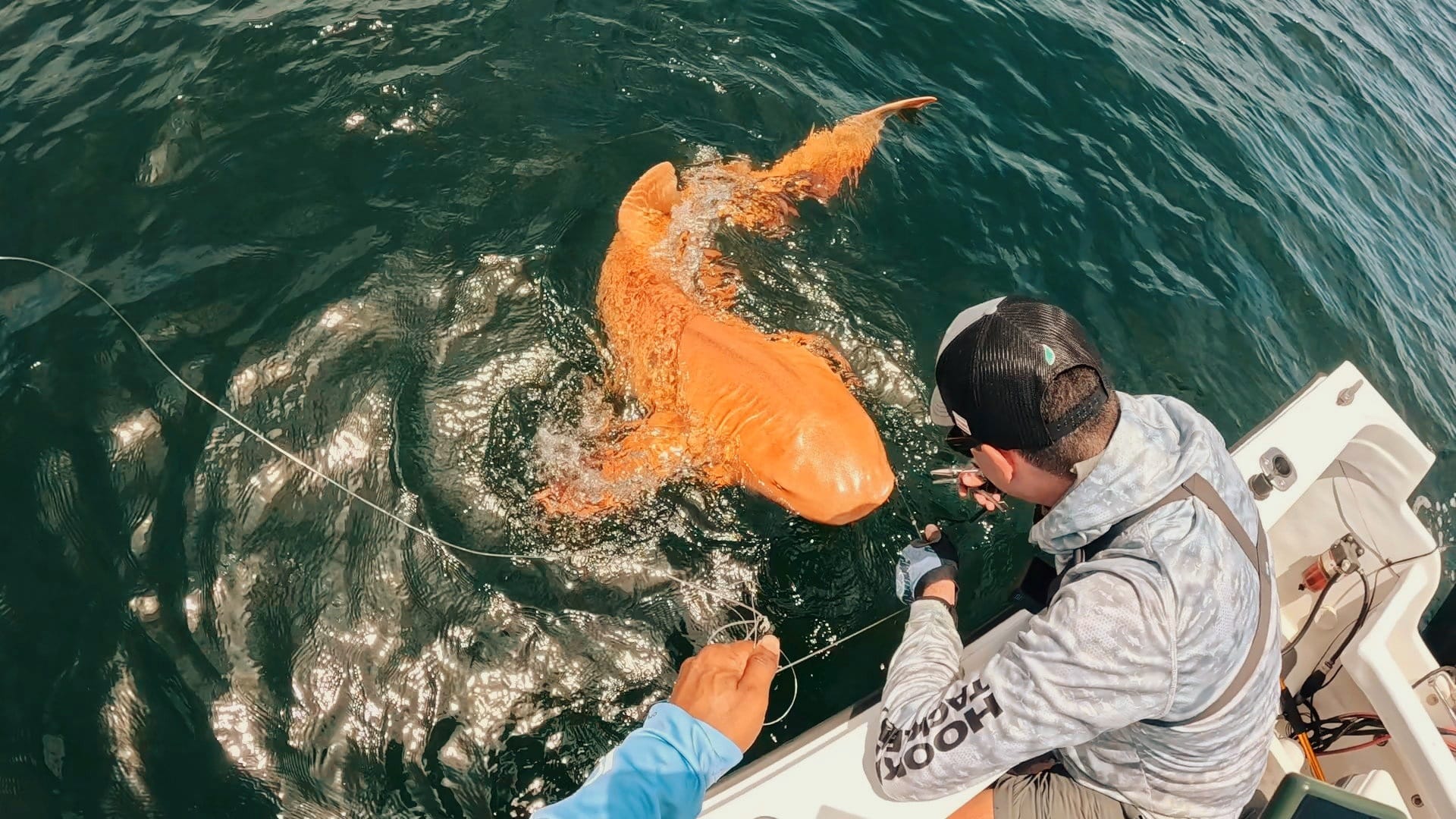 Cá mập vàng rực ngoài khơi Costa Rica khiến giới khoa học kinh ngạc về đột biến sắc tố hiếm gặp - Ảnh 4