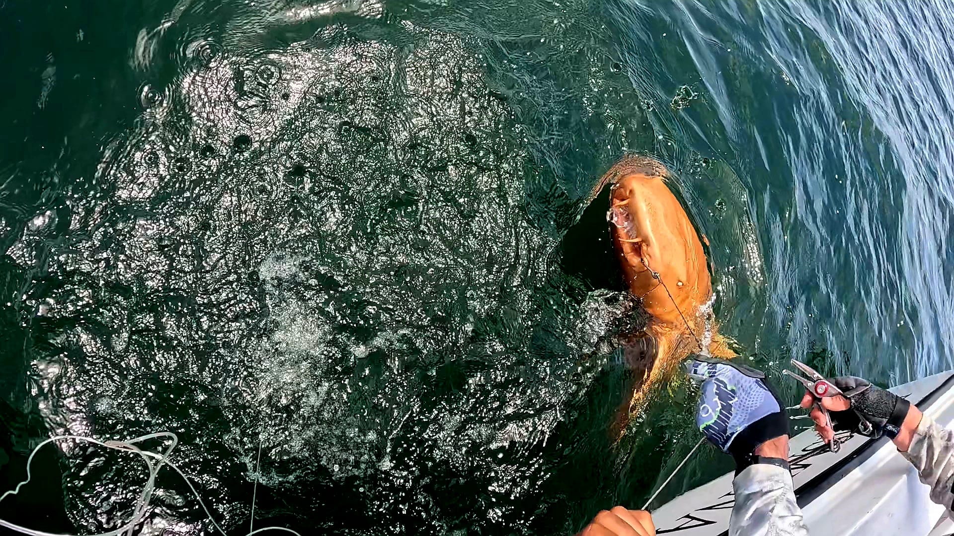 Cá mập vàng rực ngoài khơi Costa Rica khiến giới khoa học kinh ngạc về đột biến sắc tố hiếm gặp - Ảnh 1