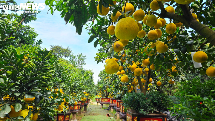 Bưởi Diễn 'đổ bộ' vào Nam sớm, giá tăng mạnh trước Tết - Ảnh 2