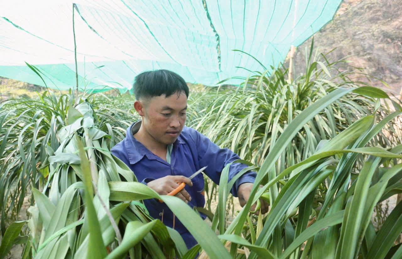 Nông dân vùng cao đưa địa lan Tết xuống núi tránh rét tái tê - Ảnh 7