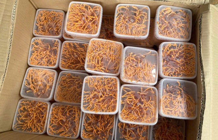 Đông trùng hạ thảo 350.000 đồng/kg: Giá rẻ bất thường, chất lượng khó kiểm soát - Ảnh 2