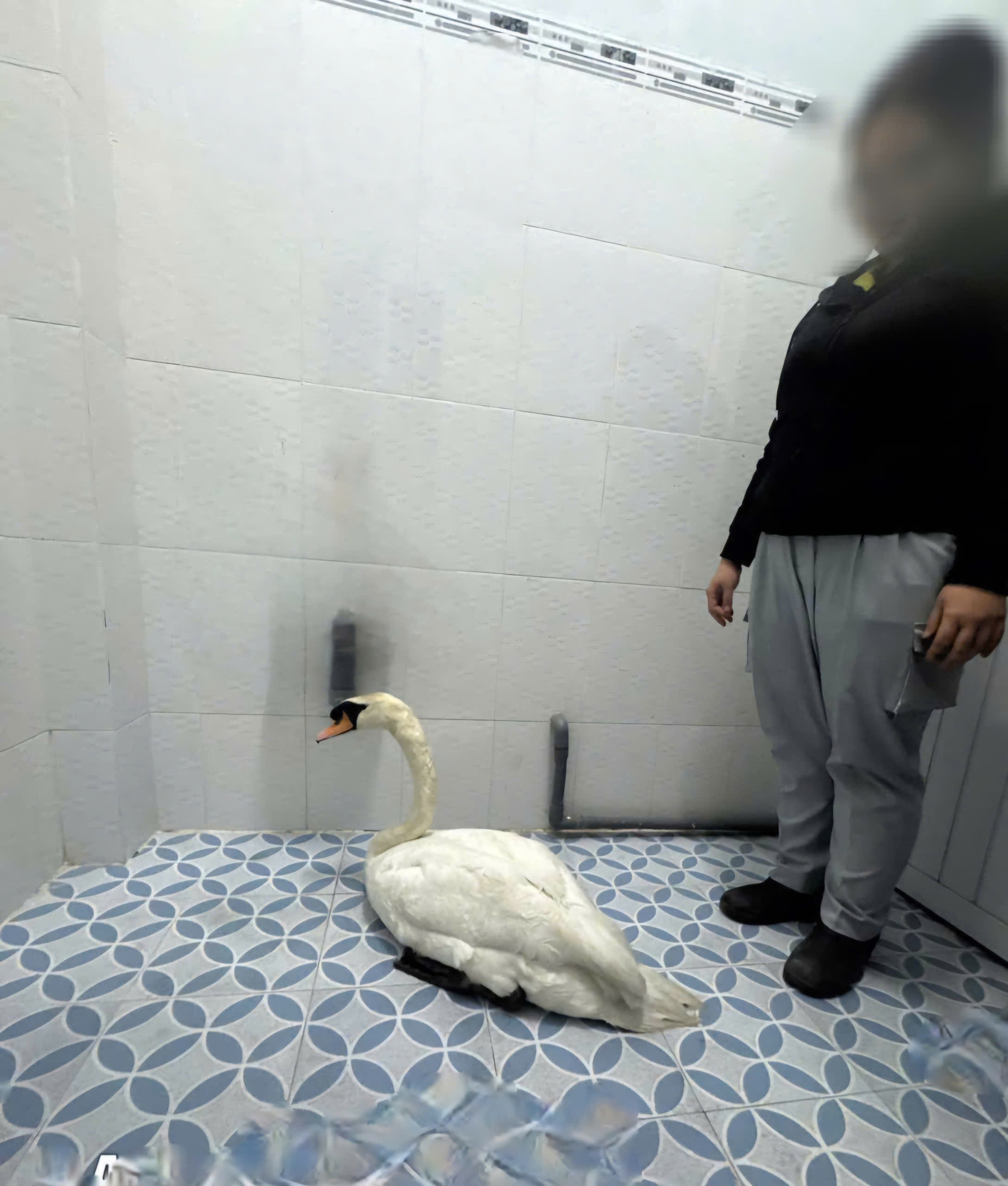 Đối tượng trộm thiên nga trắng ở Thảo Cầm Viên Sài Gòn khai gì? - Ảnh 2