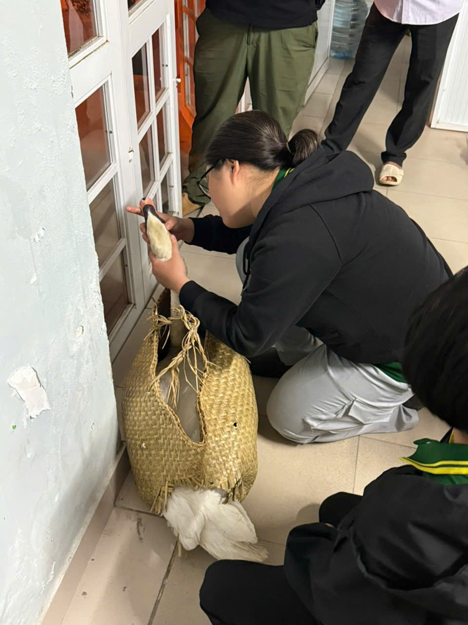 Đối tượng trộm thiên nga trắng ở Thảo Cầm Viên Sài Gòn khai gì? - Ảnh 3