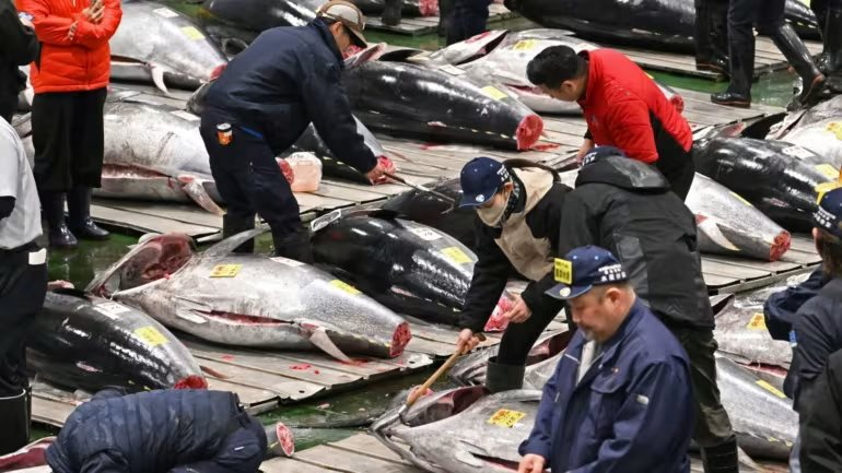 Cận cảnh con cá ngừ giá 83 tỷ đồng: Khi các đại gia Nhật Bản "so găng" từng đồng lẻ - Ảnh 3