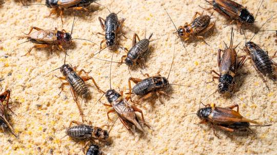 Món phổ biến ở nhiều nước nhưng PCT Ủy ban Nông nghiệp Quốc hội Nga tuyên bố người Nga 'không bao giờ ăn' - Ảnh 1