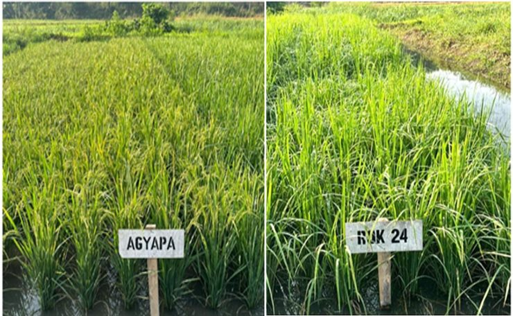 Không phải Thái Lan hay Việt Nam, giống lúa từ một quốc gia châu Á đang gây sốt tại châu Phi: Năng suất cao gấp 1,7 lần, chu kỳ sinh trưởng ngắn - Ảnh 2