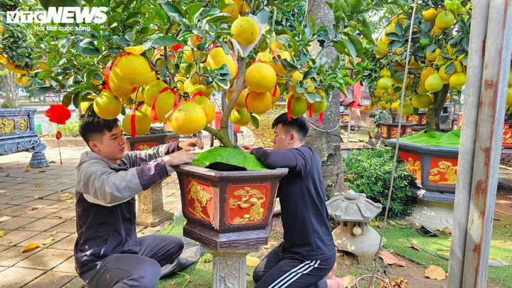 Bưởi Diễn 'đổ bộ' vào Nam sớm, giá tăng mạnh trước Tết - Ảnh 3