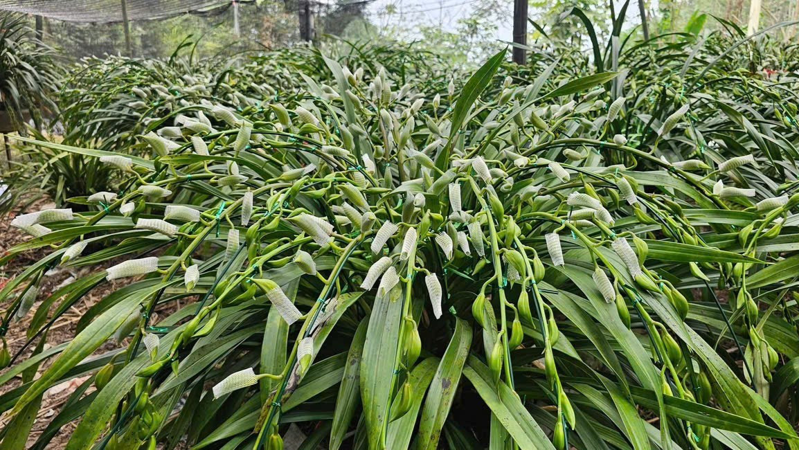 Nông dân vùng cao đưa địa lan Tết xuống núi tránh rét tái tê - Ảnh 9