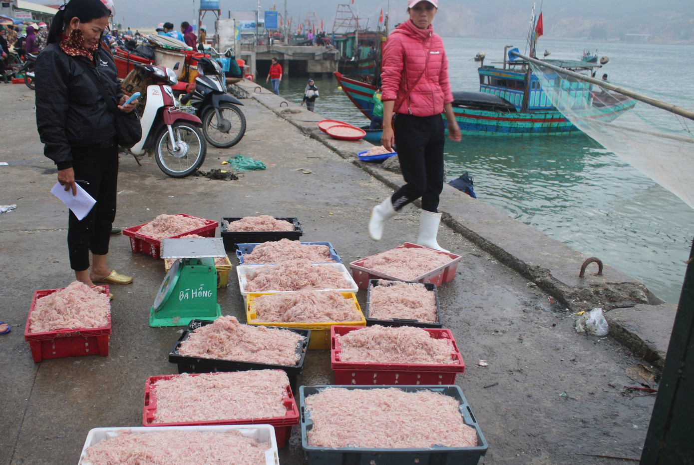 Ngư dân Hà Tĩnh trúng đậm ‘lộc biển’, thu tiền triệu mỗi ngày - Ảnh 10
