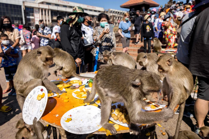 Buffet cho khỉ: Đại tiệc độc nhất vô nhị ở Thái Lan - Ảnh 2