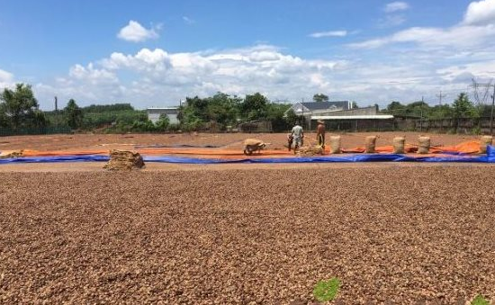 Hàng trăm nghìn tấn hàng từ châu Phi vừa đổ bộ Việt Nam: Nước ta chi hơn 4 tỷ USD mua hàng, là 'bảo bối' giúp Việt Nam xuất khẩu bằng cả thế giới cộng lại - Ảnh 1