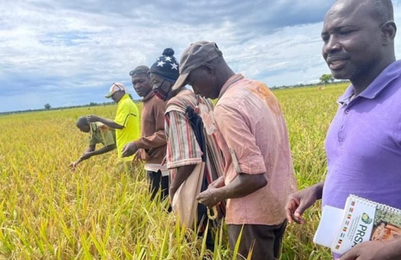 Toàn cầu lo dư thừa, một quốc gia bất ngờ đứng trước nguy cơ thiếu gạo trầm trọng: Chỉ tự sản xuất được chưa đến 20%, thiếu hụt hơn 380.000 tấn - Ảnh 1
