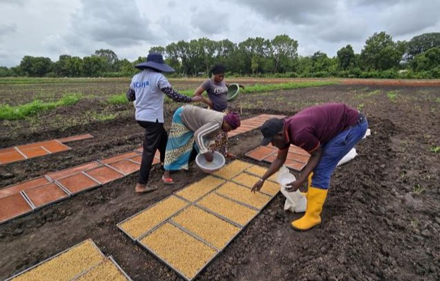 Không phải Thái Lan hay Việt Nam, giống lúa từ một quốc gia châu Á đang gây sốt tại châu Phi: Năng suất cao gấp 1,7 lần, chu kỳ sinh trưởng ngắn - Ảnh 1