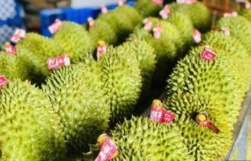 Buồn của sầu riêng Thái Lan, Việt Nam: Thêm một đối thủ chính thức mang hàng đông lạnh sang Trung Quốc - Ảnh 1