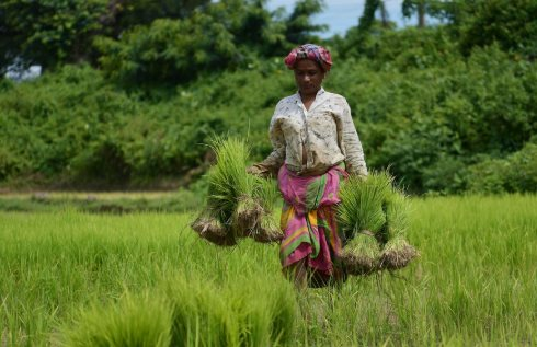 Quốc gia tăng nhập khẩu gạo Việt Nam 20.000% trong năm 2025 lên kế hoạch mua thêm, một đối thủ ngay lập tức 'chốt đơn' - Ảnh 1