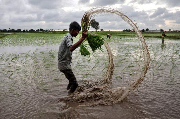 Không phải Philippines hay Ấn Độ, đây mới là ‘thủ phạm’ khiến gạo Việt Nam, Thái Lan đón tin buồn: Giá giảm 44% vì một động thái - Ảnh 1