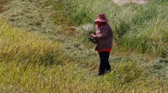 Vừa vượt mặt Trung Quốc, xuất khẩu gạo của Ấn Độ đón cú sốc mới từ một quốc gia châu Á - Ảnh 1