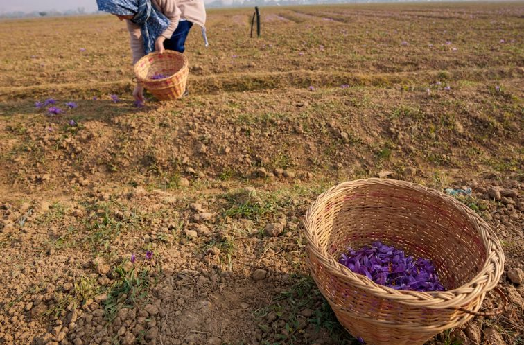 Gia vị đắt nhất thế giới bất ngờ gặp 'bão táp': Sản lượng thấp kỉ lục, là hoa quý chỉ nở 36 tiếng mỗi năm - Ảnh 1
