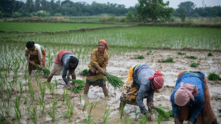 Khách hàng lớn nhất của gạo Việt sắp nhập khẩu trở lại - Ảnh 1