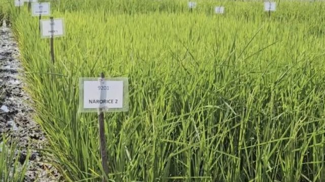 Phát minh chưa từng có của Ấn Độ làm rung chuyển ngành lương thực: Tạo ra giống lúa chỉnh sửa gen tăng 30% năng suất, sản lượng tăng thêm 4,5 triệu tấn lúa - Ảnh 1