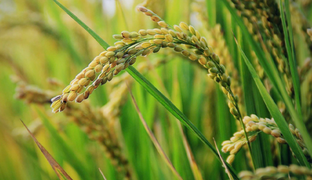 Philippines cùng ông trùm châu Á dừng nhập khẩu, gạo Việt xoay trục sang những thị trường nào trong năm 2025? - Ảnh 1