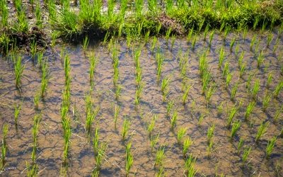 Sau Ấn Độ, Thái Lan, Việt Nam đón thêm đối thủ gạo mới: Xuất khẩu vừa tăng hơn 50%, từ Á đến Âu đang đua nhau mua hàng - Ảnh 1