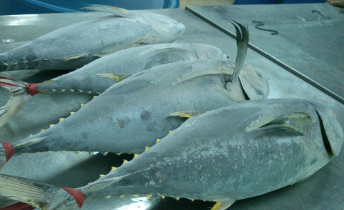 Một sản vật dưới nước của Việt Nam được Canada liên tục săn lùng: Thu về hơn 38 triệu USD, Thái Lan đang là là đối thủ lớn nhất - Ảnh 1