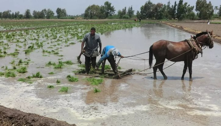 Mỹ áp thuế mới với Iran, gạo một quốc gia châu Á đón sóng gió, chính phủ lập tức trấn an ‘vẫn trong tầm kiểm soát’ - Ảnh 1