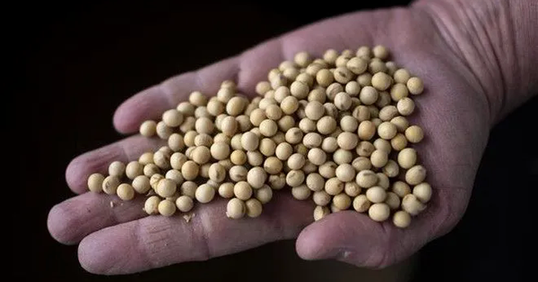 Trung Quốc khôi phục nhập khẩu đậu tương Mỹ