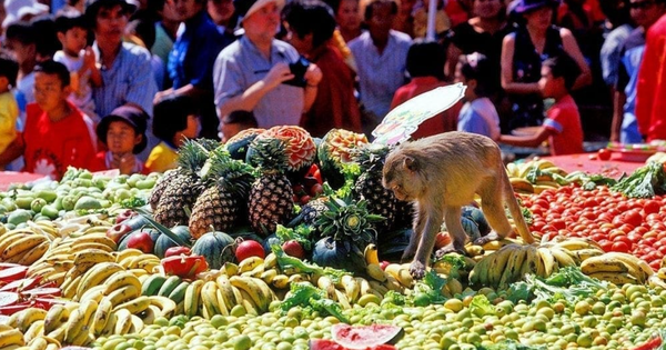 Buffet cho khỉ: Đại tiệc độc nhất vô nhị ở Thái Lan