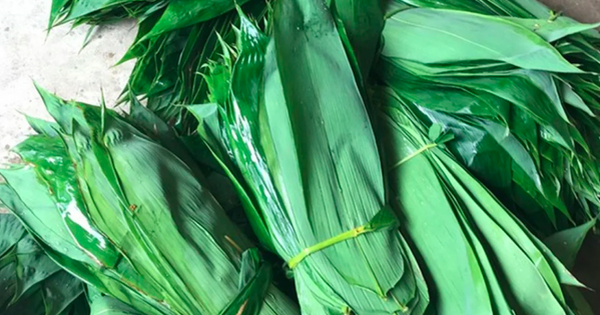 Những loại lá "độc lạ" ở Việt Nam xuất khẩu thu về triệu USD