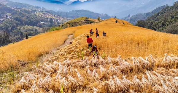 Phát minh của Trung Quốc làm rung chuyển ngành nông nghiệp: tạo giống lúa năng suất cao nhưng chi phí thấp, đã trồng gần 1 triệu ha