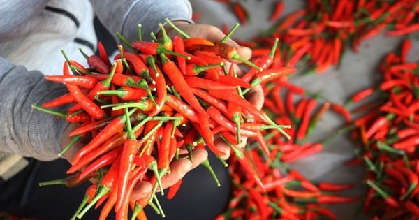 Xuất khẩu ớt lập kỷ lục, đem về 102 triệu USD