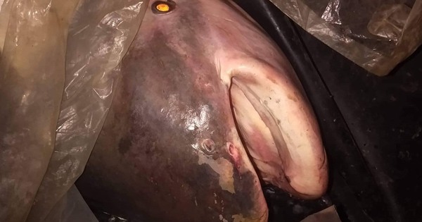 "Quái vật" 230kg trên sông Mê Kông lộ diện, giới khoa học "lo ngại" - Ảnh 1