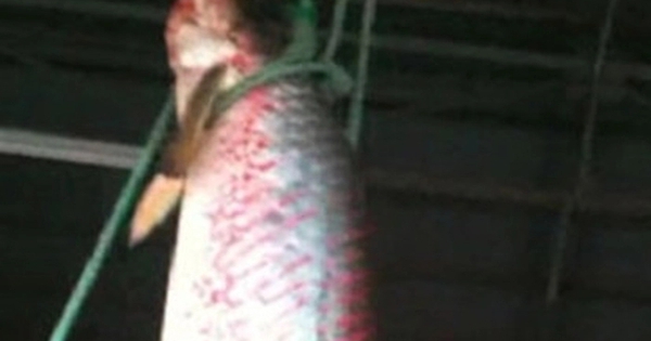 "Quái ngư" đỏ rực làm lắc xuồng giữa sông An Giang: Quý hiếm bậc nhất thế giới