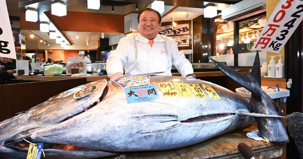 Cận cảnh con cá ngừ giá 83 tỷ đồng: Khi các đại gia Nhật Bản "so găng" từng đồng lẻ