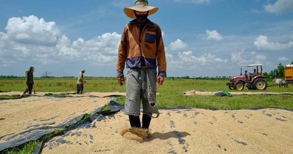 Giống lúa Việt Nam 'gây sốt' khi được trồng tại Cuba, nông dân thu hoạch xong phải ngỡ ngàng