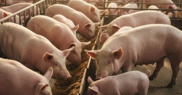Dự báo về giá heo hơi Tết Bính Ngọ 2026, khó lên tới 80.000 đồng/kg?