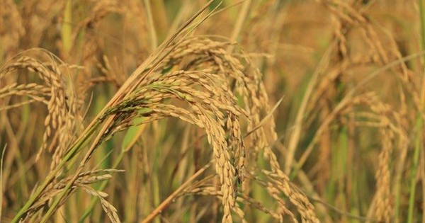 Phát minh của Trung Quốc làm rung chuyển ngành nông nghiệp: tạo siêu giống lúa lai, năng suất gấp 4 lần giống thường nhưng chi phí thấp