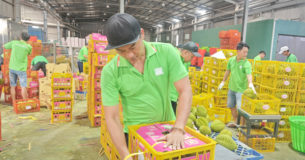 Việt Nam sắp dẫn đầu về xuất khẩu sầu riêng