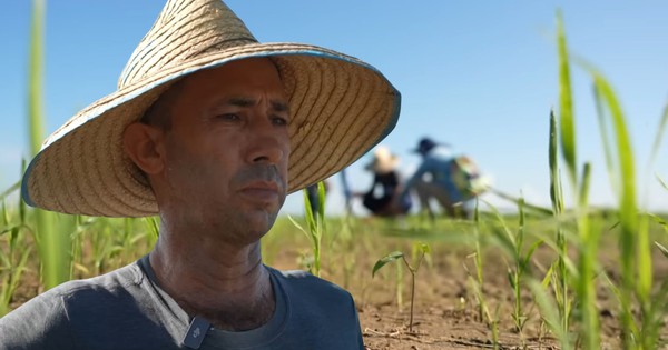 Giống lúa Việt Nam "gây bão" tại Cuba: Tạo kỳ tích nông dân Cuba chưa bao giờ nghĩ đến